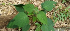 Clerodendrum chinense