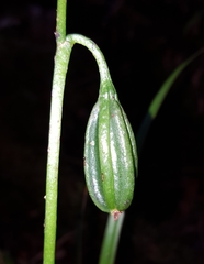Phaius pulchellus