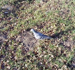 Columba livia domestica