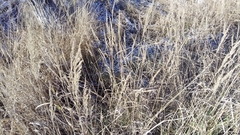 Calamagrostis epigejos