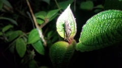 Serpusilla malagassa