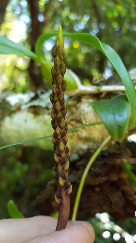 Bulbophyllum image