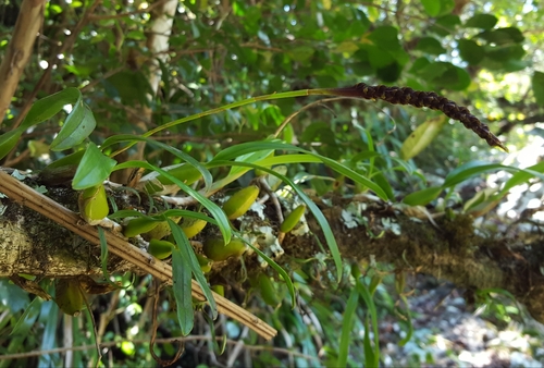Bulbophyllum clavatum image