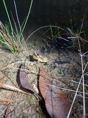Litoria quiritatus