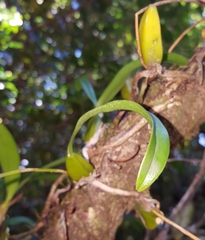 Bulbophyllum clavatum image