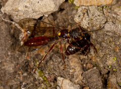 Tachynomyia abdominalis