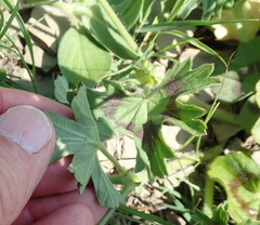 Pelargonium ranunculophyllum