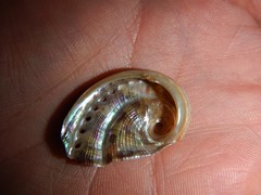 Haliotis scalaris emmae