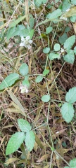 Rubus croceacanthus