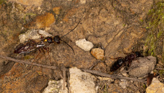 Tachynomyia abdominalis