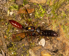 Tachynomyia abdominalis