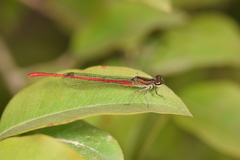 Oxyagrion