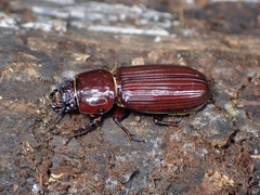 Pharochilus rugiceps