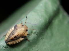 Hippotiscus dorsalis