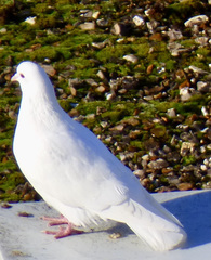 Columba livia domestica