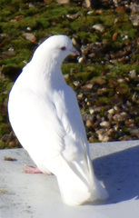 Columba livia domestica