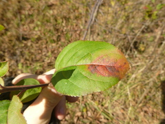 Malus dasyphylla