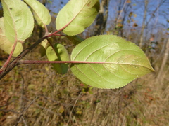 Malus dasyphylla