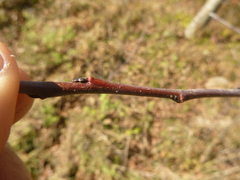 Malus dasyphylla