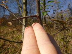 Malus dasyphylla