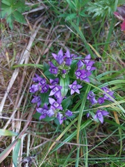 Gentianella auriculata