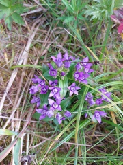 Gentianella auriculata