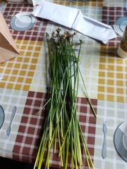 Juncus haenkei
