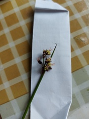 Juncus haenkei