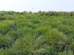 Poa macrocalyx