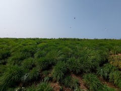 Poa macrocalyx