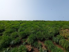 Poa macrocalyx