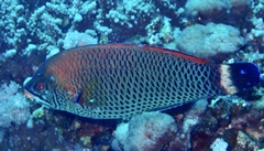 Pseudodax moluccanus