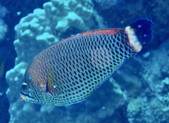 Pseudodax moluccanus