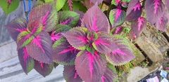 Coleus