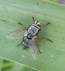 Microphthalma europaea