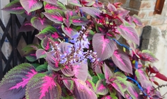 Coleus