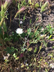 Rafinesquia californica