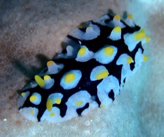Phyllidia rueppelii
