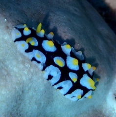 Phyllidia rueppelii