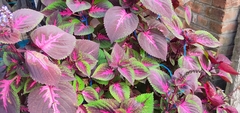 Coleus