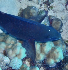 Scarus fuscopurpureus