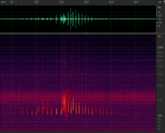Austronomus australis