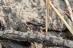 Dolichurus haemorrhous