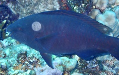 Scarus fuscopurpureus