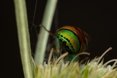 Chrysis chrysoprasina