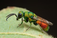 Chrysis chrysoprasina