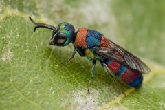 Chrysis semicincta