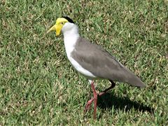 Vanellus miles miles