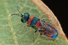 Chrysis semicincta