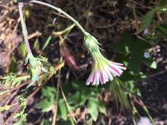 Rafinesquia californica
